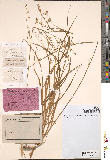 spécimen de Phalangium ramosum