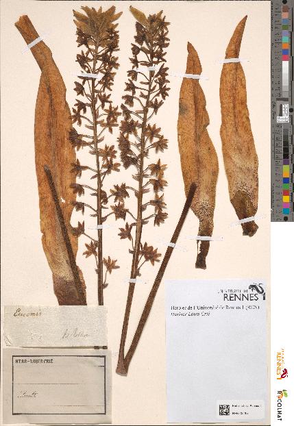 spécimen de Eucomis sp.