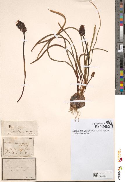 spécimen de Muscari racemosum
