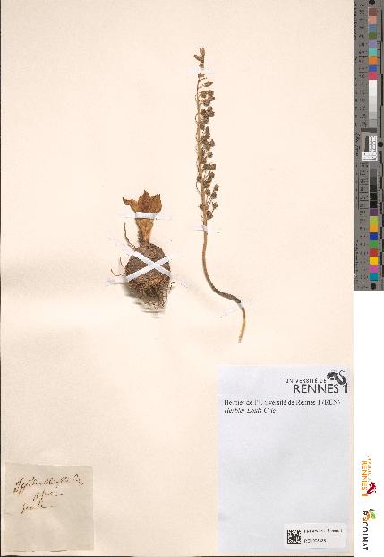 spécimen de Scilla obtusifolia