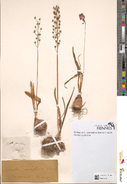 spécimen de Scilla parviflora