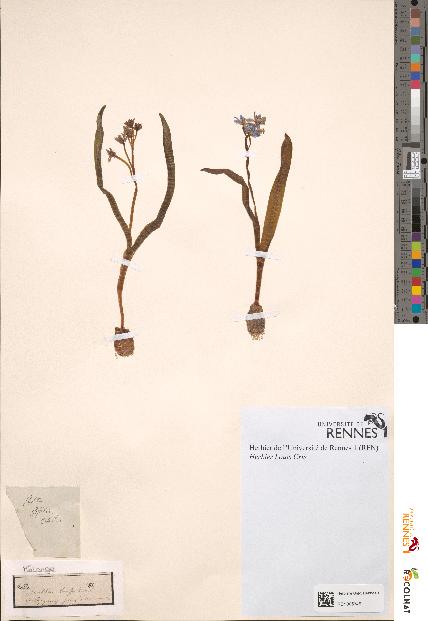 spécimen de Scilla bifolia