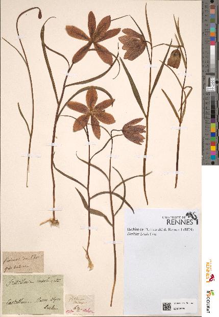 spécimen de Fritillaria involucrata