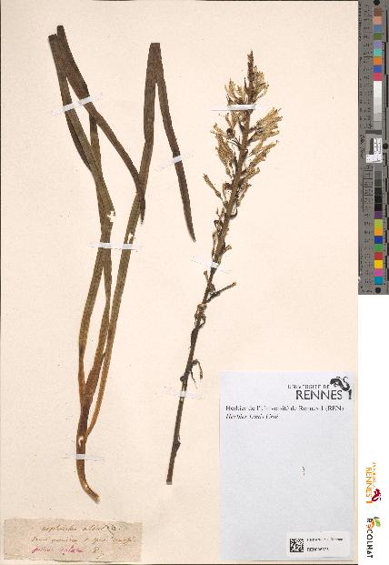 spécimen de Asphodelus albus