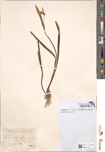 spécimen de Galanthus nivalis