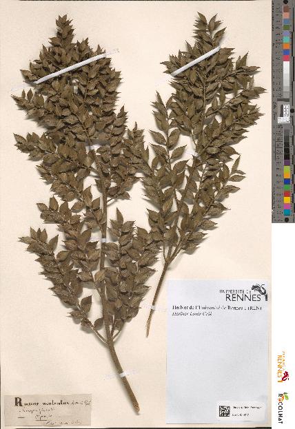 spécimen de Ruscus aculeatus