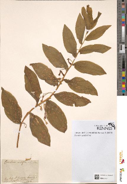 spécimen de Convallaria multiflora