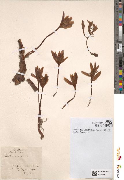 spécimen de Colchicum autumnale