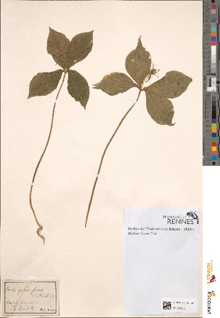 spécimen de Paris quadrifolia