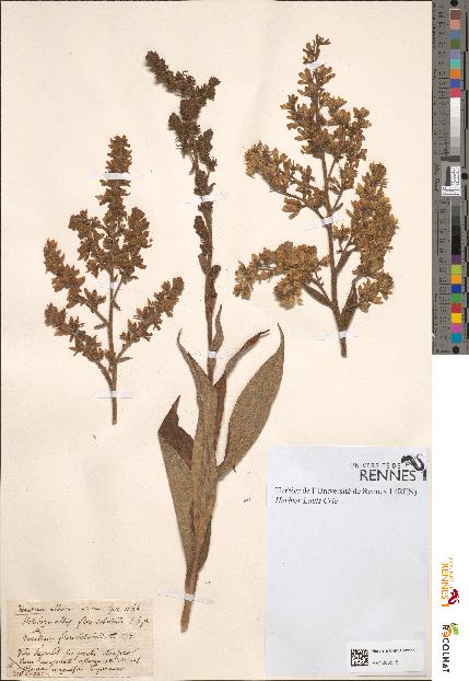 spécimen de Veratrum album