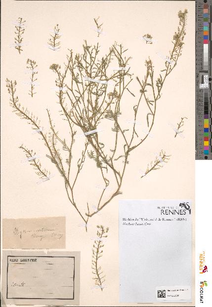 spécimen de Alyssum maritimum