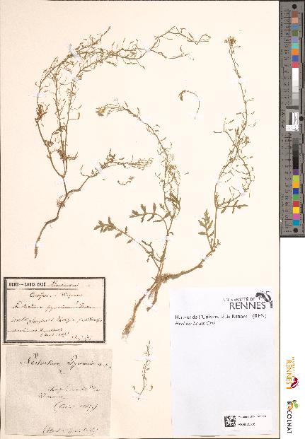 spécimen de Nasturtium pyrenaicum