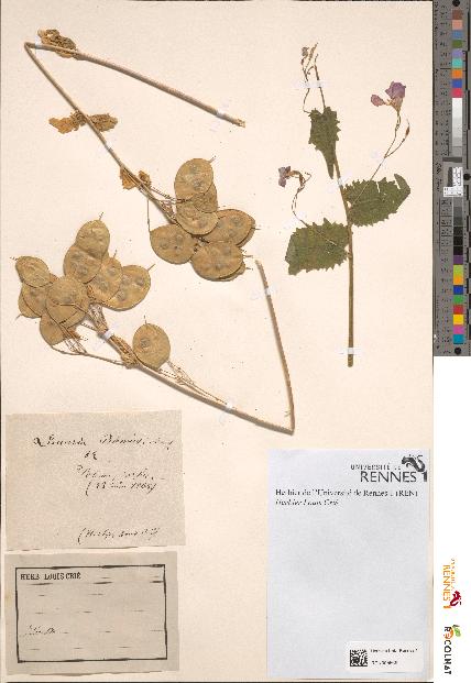 spécimen de Lunaria biennis