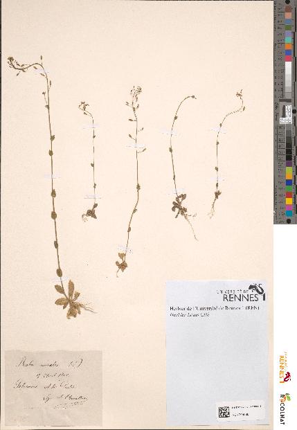spécimen de Draba muralis