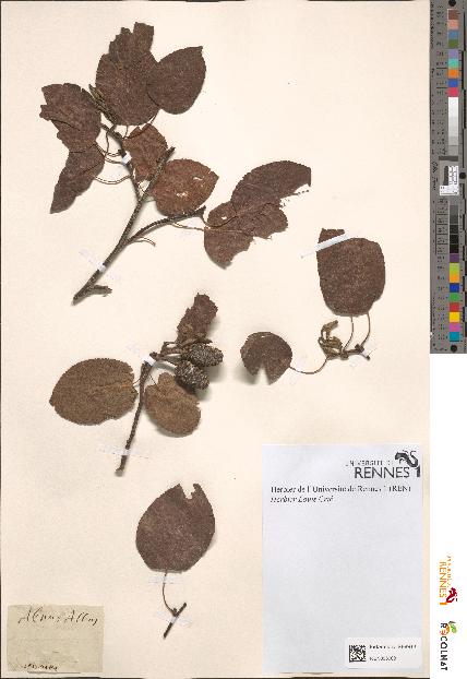 spécimen de Alnus sp.