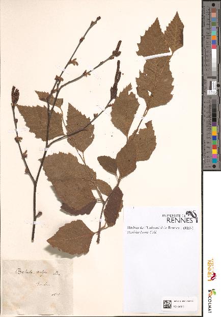 spécimen de Betula nigra