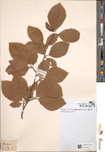 spécimen de Fagus sylvatica