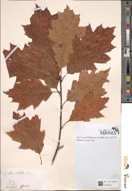 spécimen de Quercus rubra