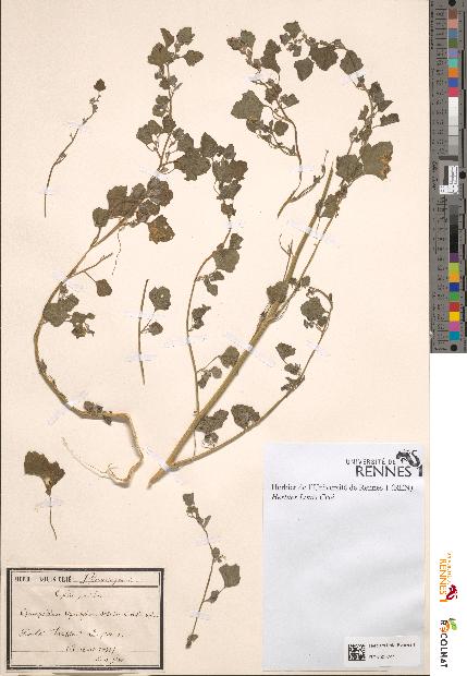 spécimen de Chenopodium opulifolium