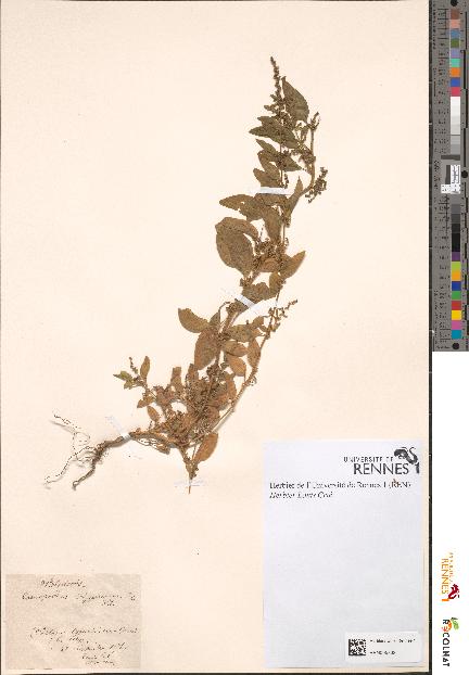 spécimen de Chenopodium polyspermum