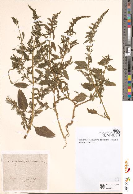 spécimen de Chenopodium polyspermum