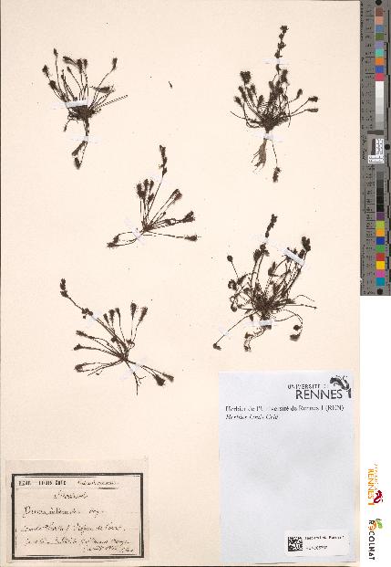 spécimen de Drosera intermedia