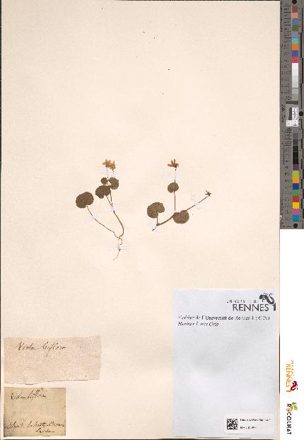 spécimen de Viola biflora