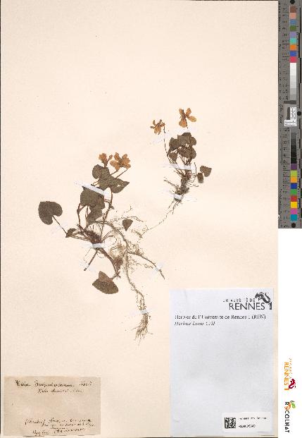 spécimen de Viola reichenbachiana