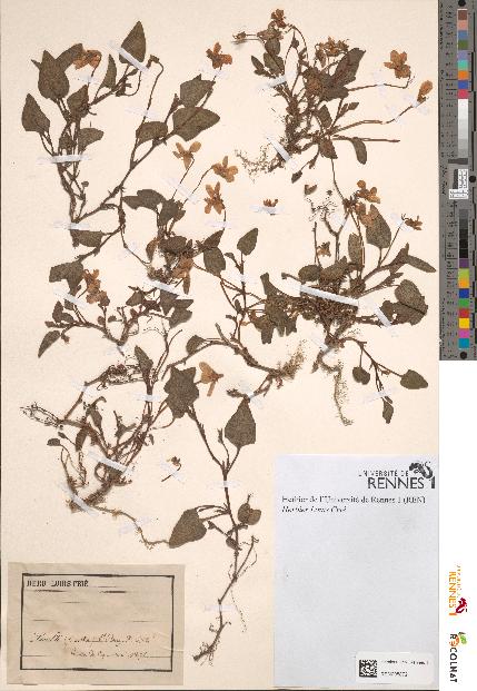 spécimen de Viola sp.