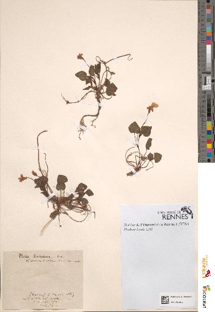 spécimen de Viola riviniana
