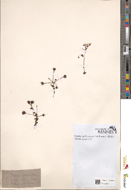 spécimen de Drosera rotundifolia