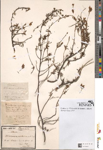 spécimen de Helianthemum umbellatum