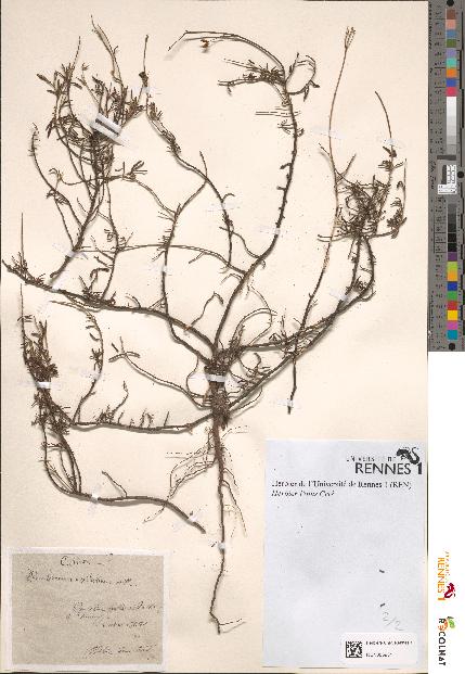 spécimen de Helianthemum umbellatum