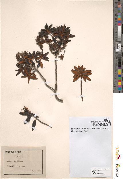 spécimen de Ledum latifolium