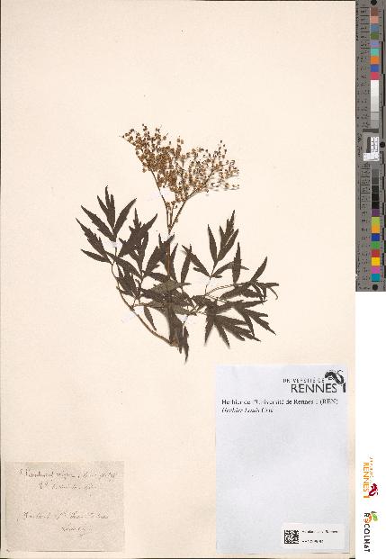 spécimen de Sambucus nigra