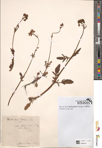 spécimen de Valeriana dioica