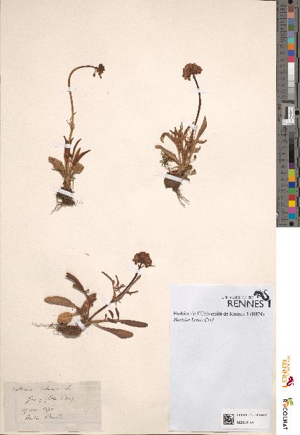 spécimen de Valeriana tuberosa