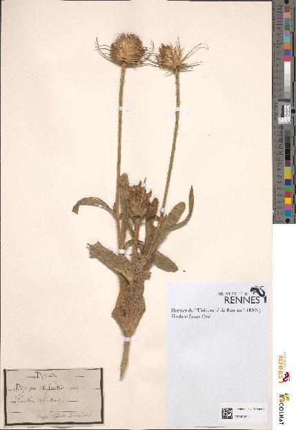 spécimen de Dipsacus sylvestris
