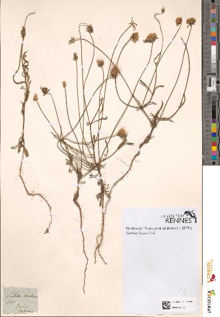 spécimen de Scabiosa maritima