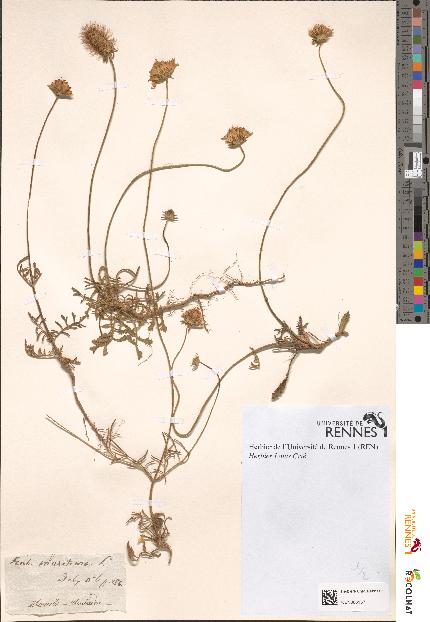 spécimen de Scabiosa maritima