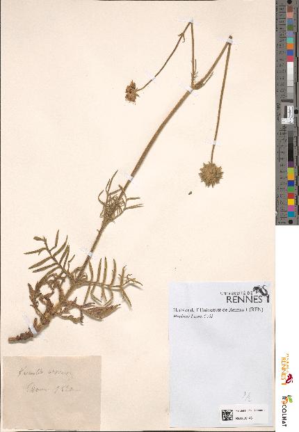 spécimen de Knautia arvensis