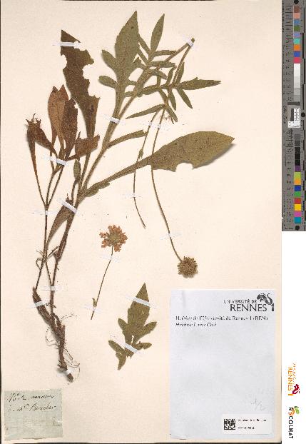spécimen de Knautia arvensis