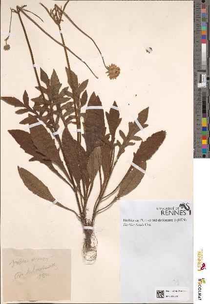 spécimen de Scabiosa arvensis
