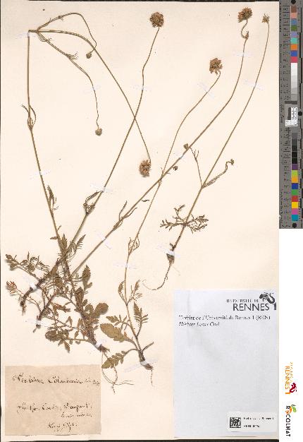 spécimen de Scabiosa columbaria