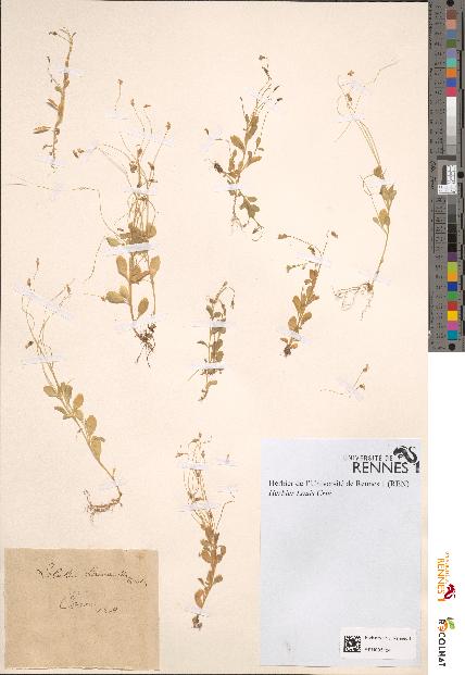 spécimen de Lobelia laurentia