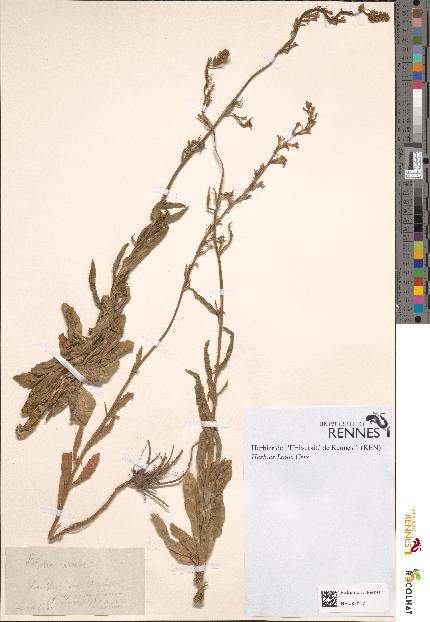 spécimen de Lobelia urens