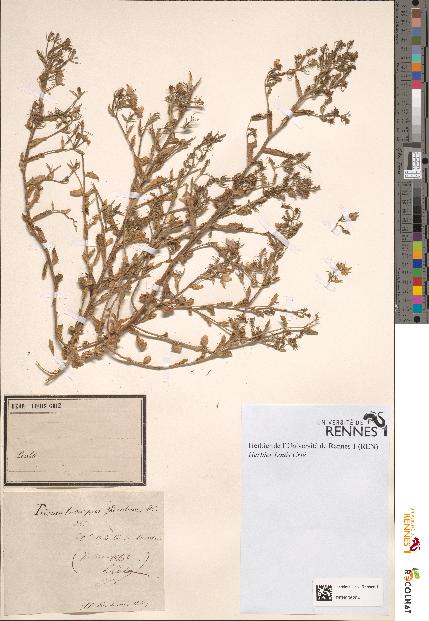 spécimen de Prismatocarpus speculum