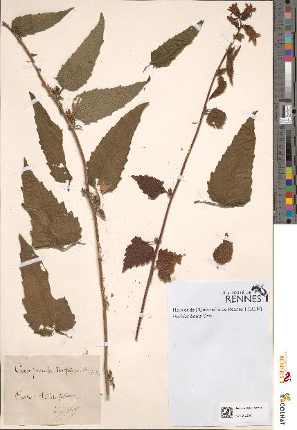 spécimen de Campanula trachelium