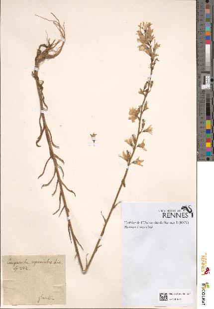 spécimen de Campanula rapunculus