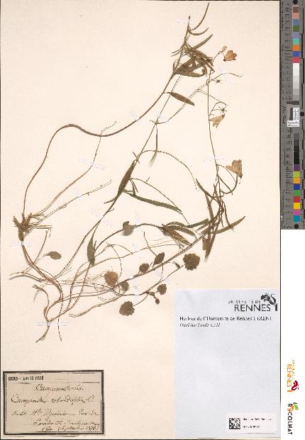 spécimen de Campanula rotundifolia